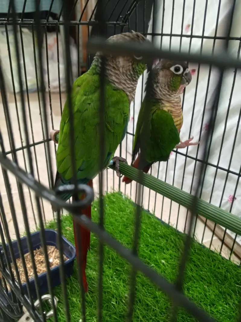 green  chick  conure — photo 3