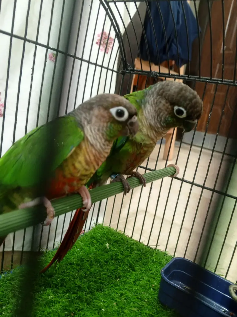 green  chick  conure — photo 4