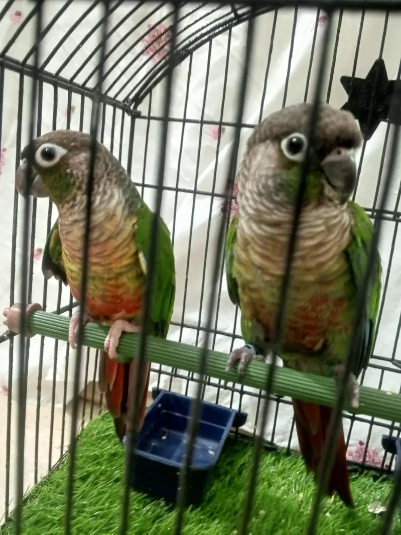 green  chick  conure — photo 5
