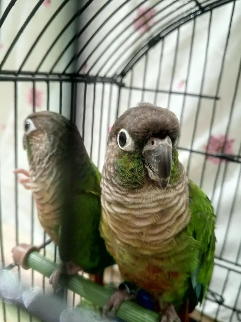green  chick  conure — photo 6