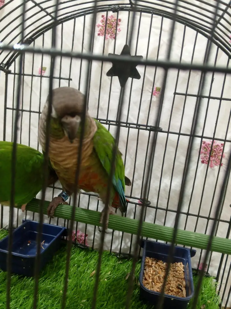 green  chick  conure — photo 7