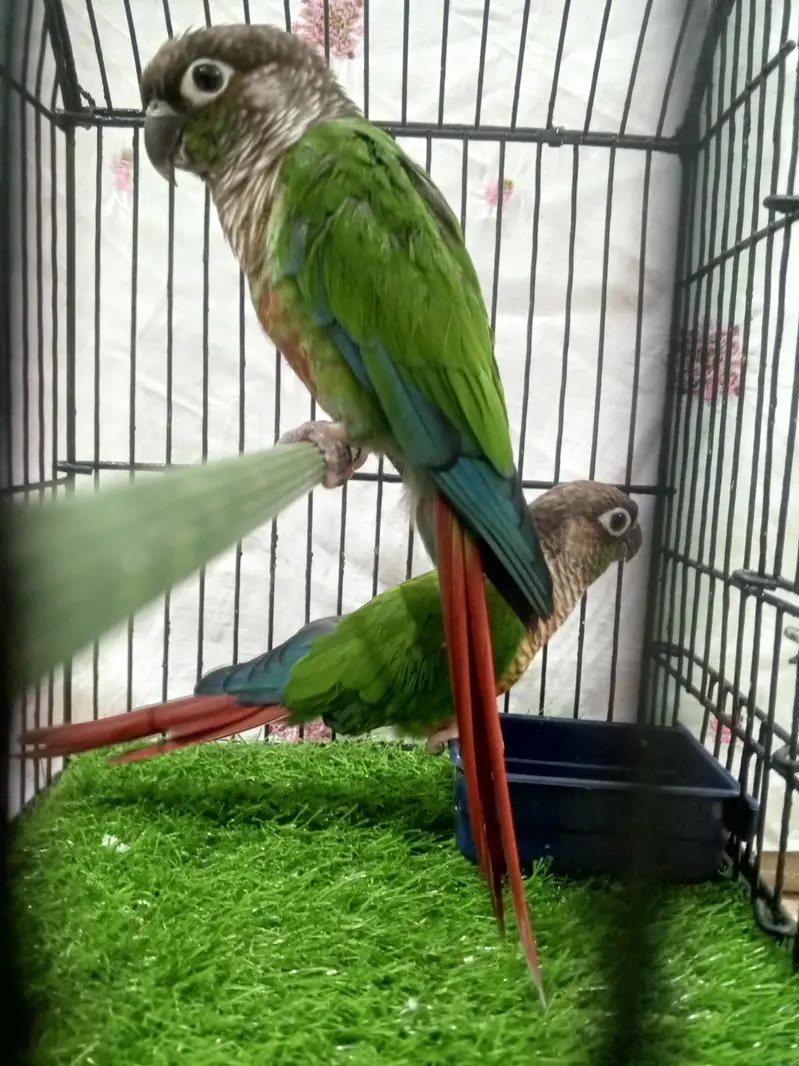 green  chick  conure — photo 8