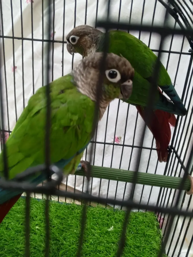 green  chick  conure — photo 9