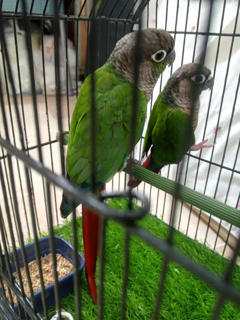 green  chick  conure — photo 10