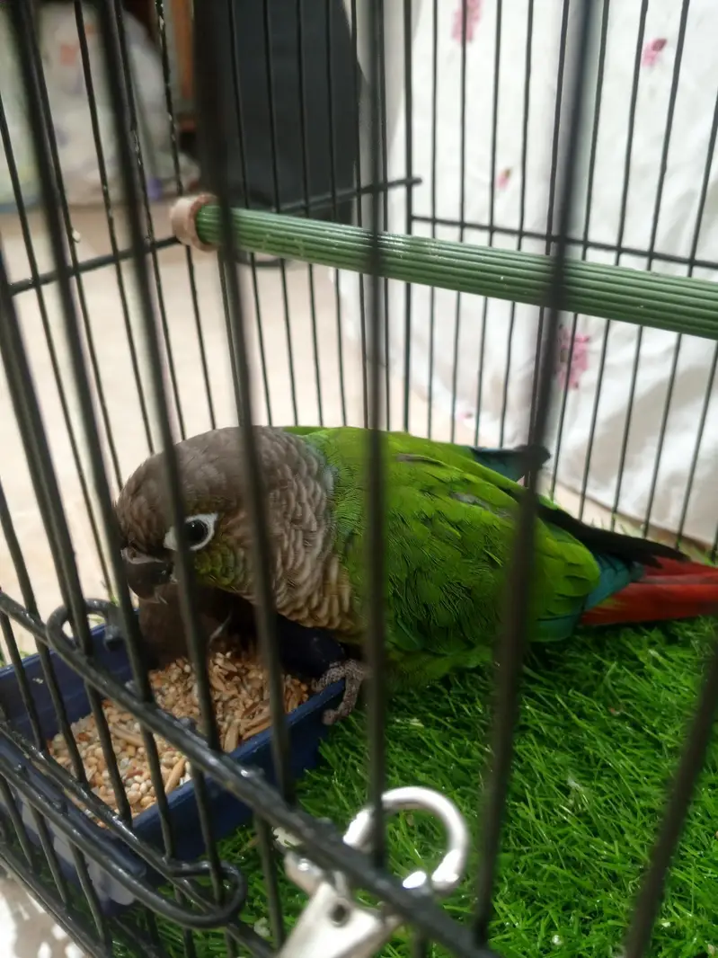 green  chick  conure — photo 11