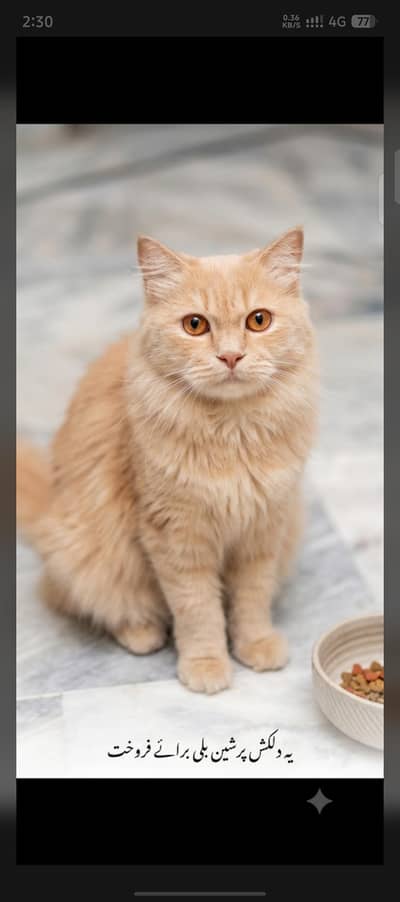Persion Cat For Sale