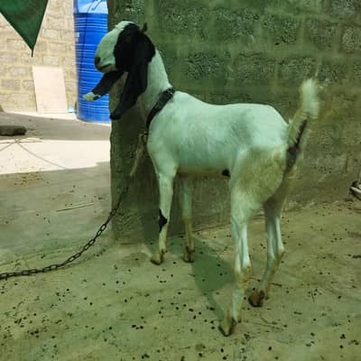 Nawabshah Breed Bakri
