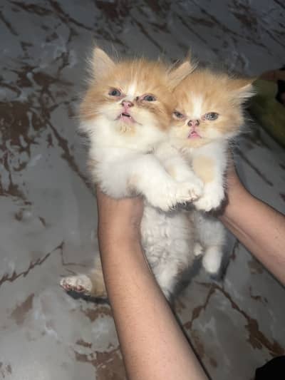 PERSIAN CATS