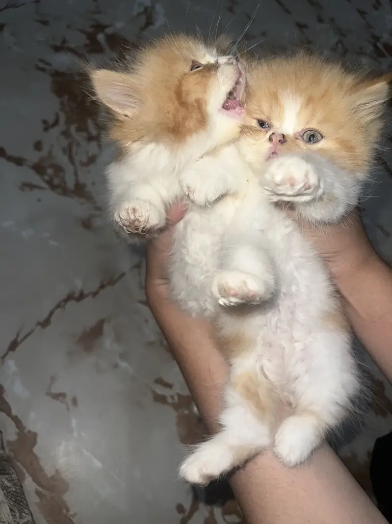 PERSIAN CATS — photo 2