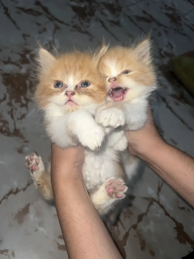 PERSIAN CATS — photo 3