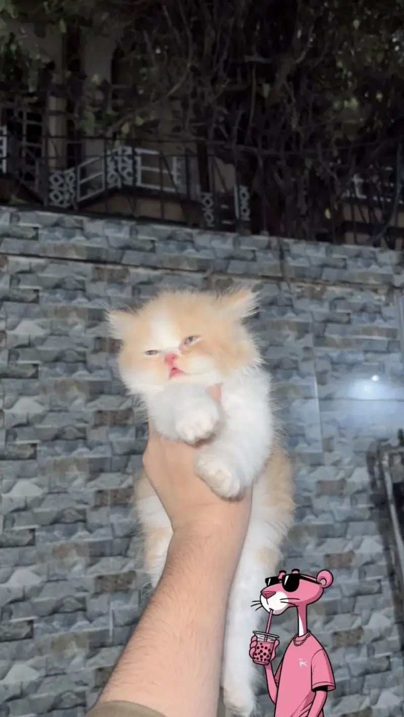PERSIAN CATS — photo 4