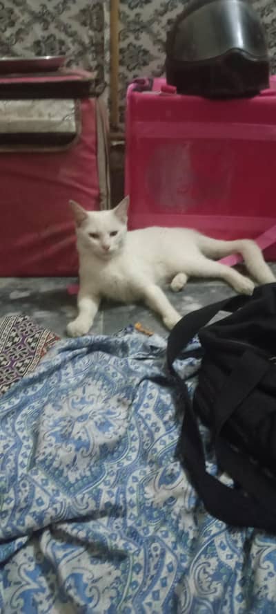 cates