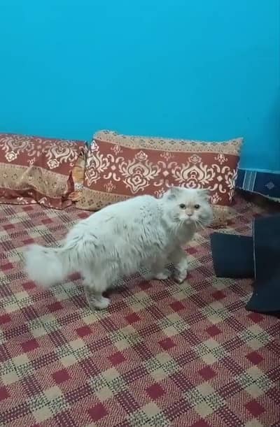 Persian Cat