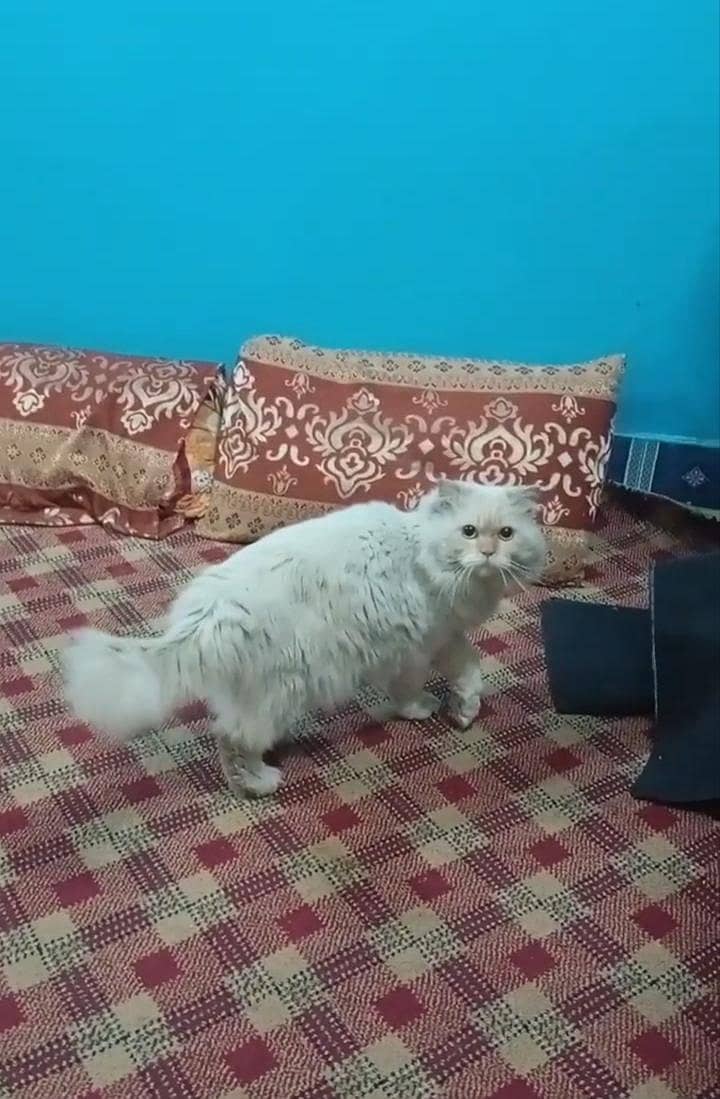 Persian Cat 0