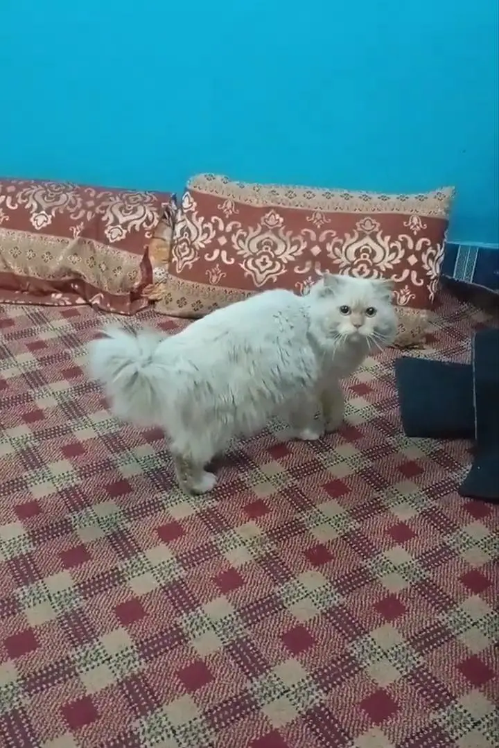 Persian Cat — photo 2