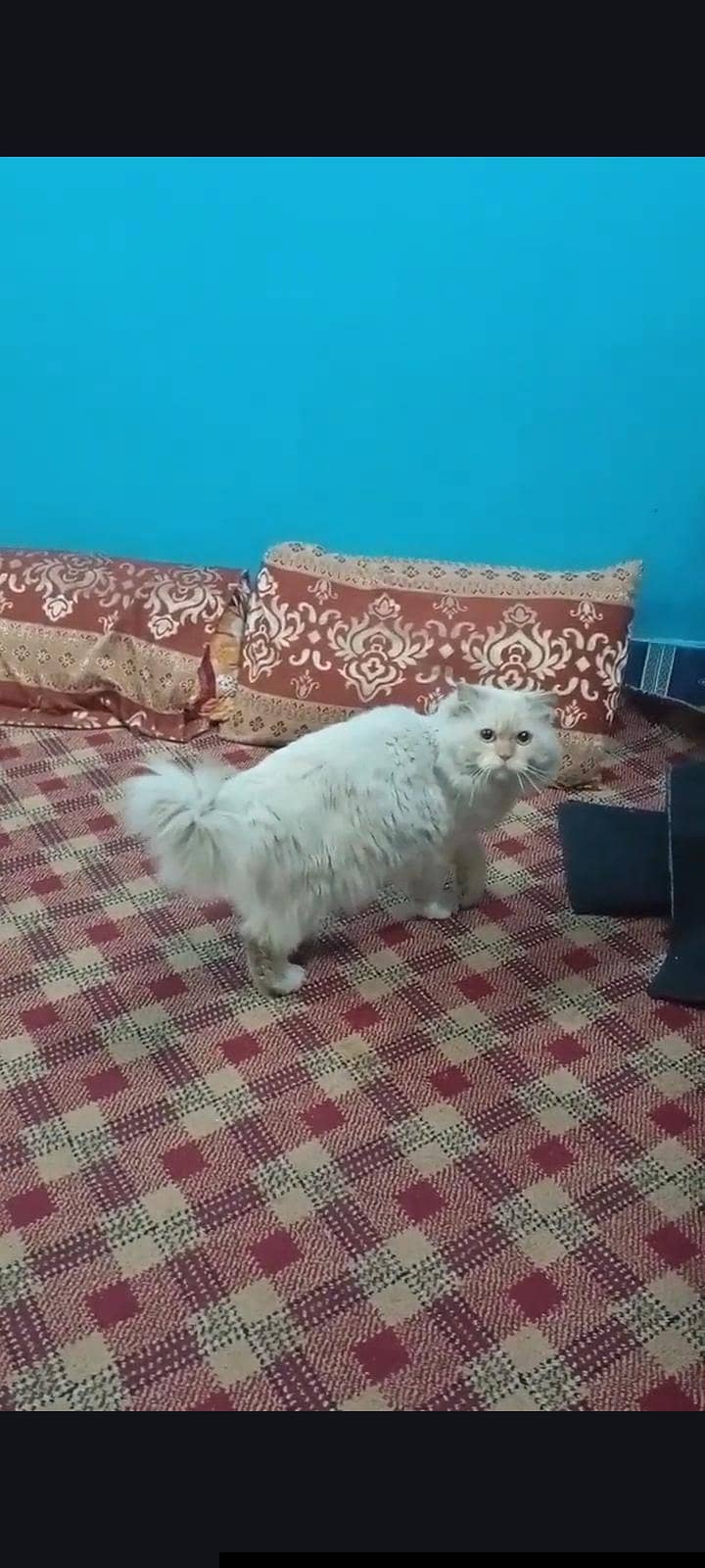 Persian Cat 2