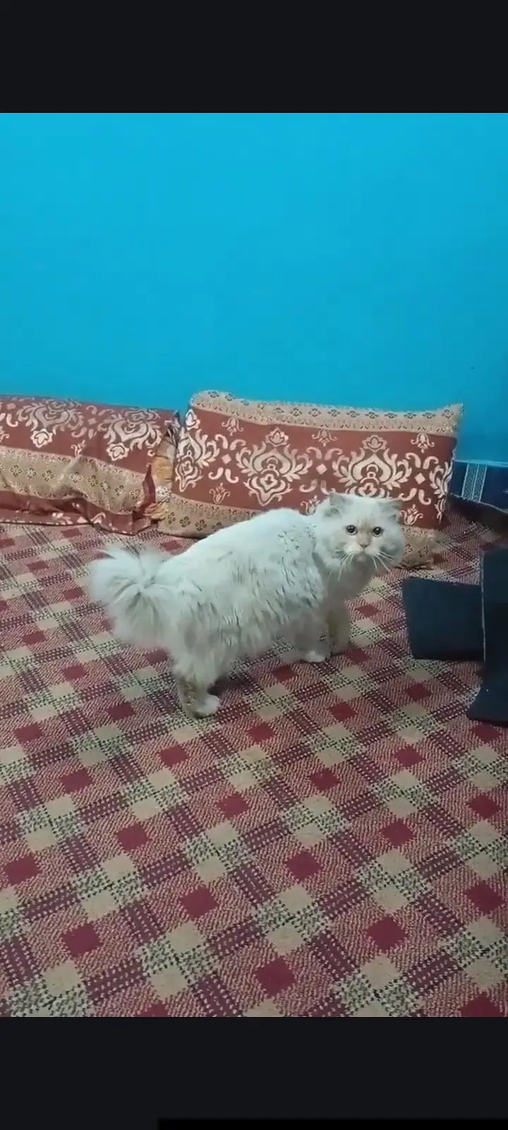 Persian Cat — photo 3