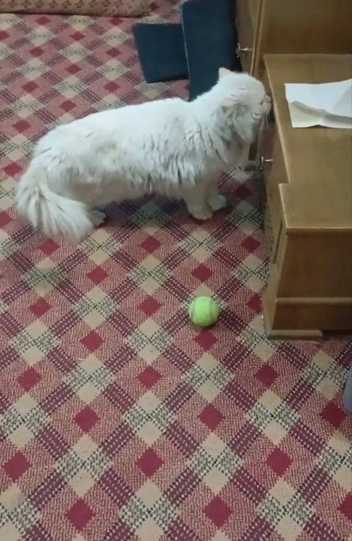 Persian Cat 4