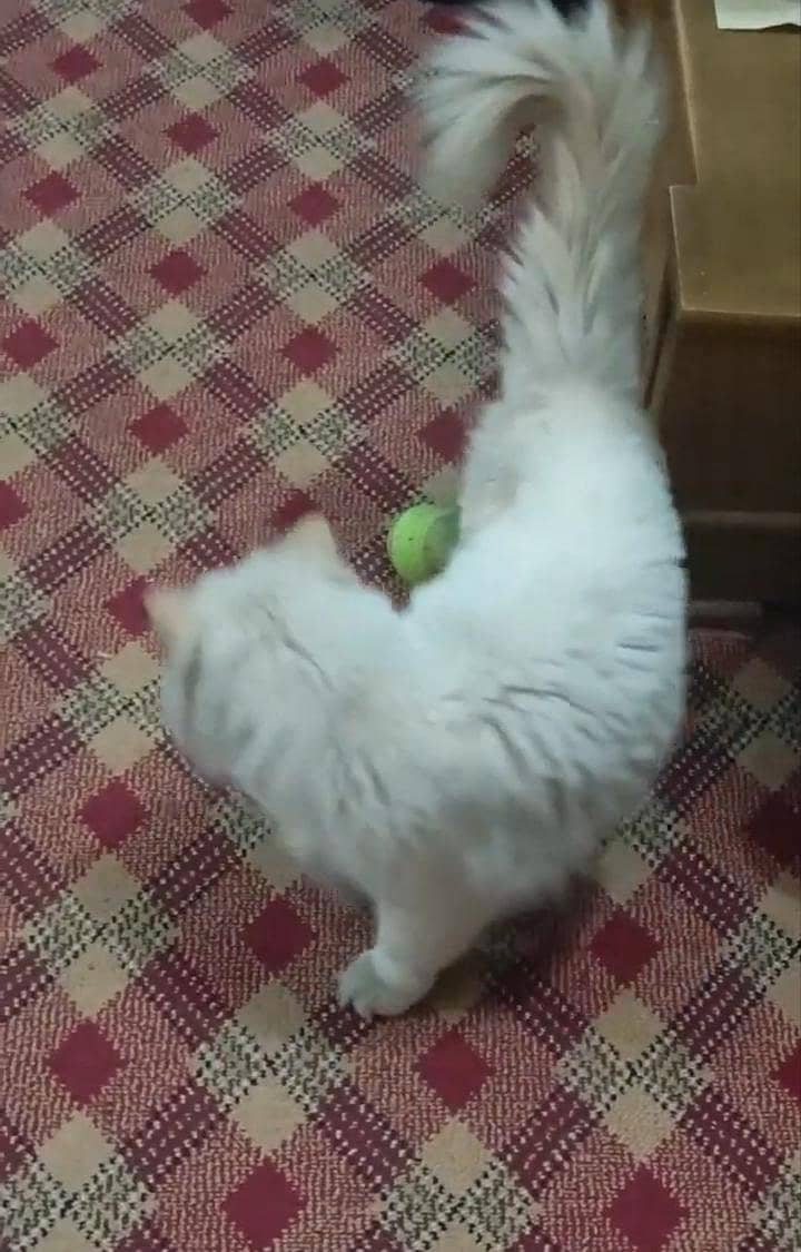 Persian Cat 6