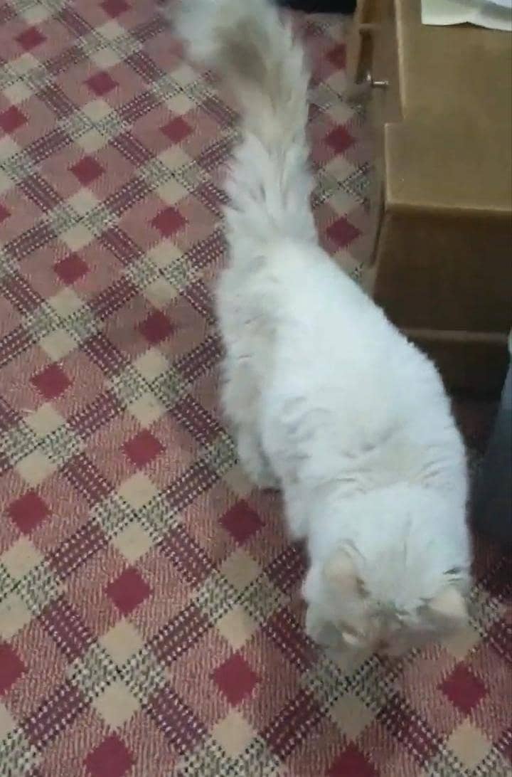 Persian Cat 7