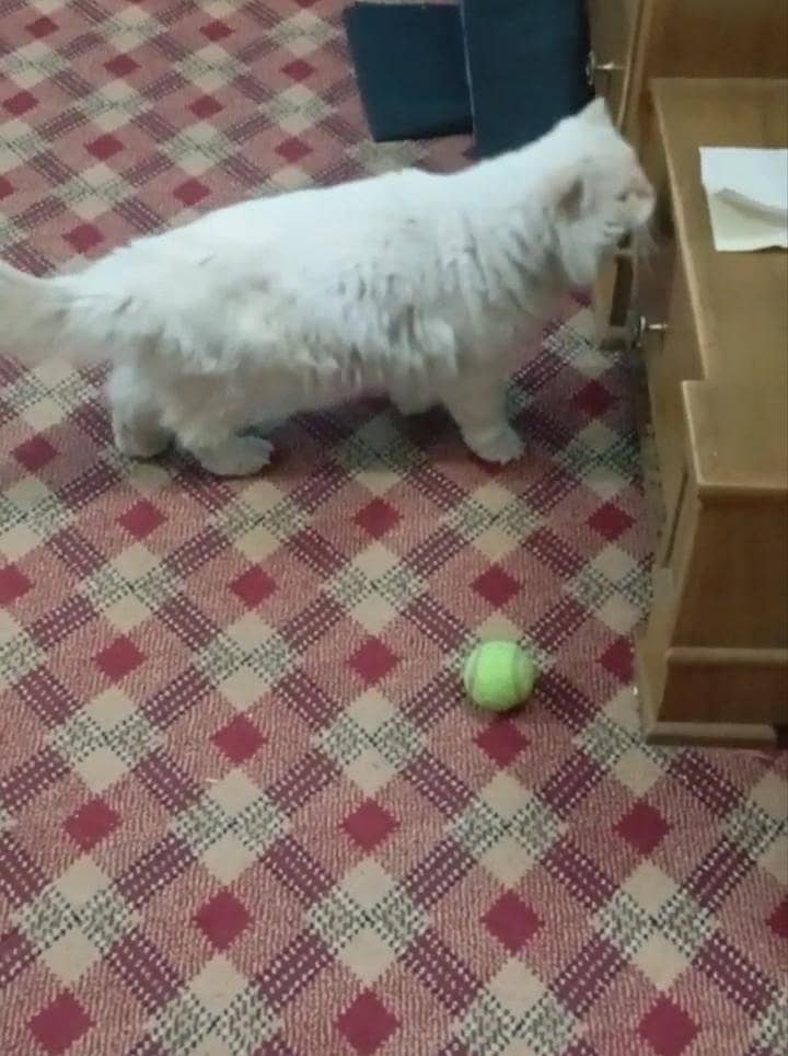 Persian Cat 8