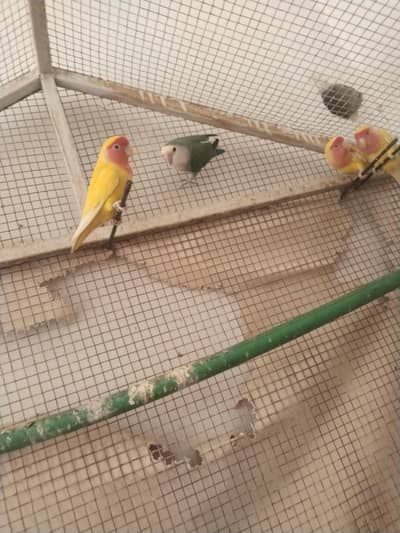 breader pair
