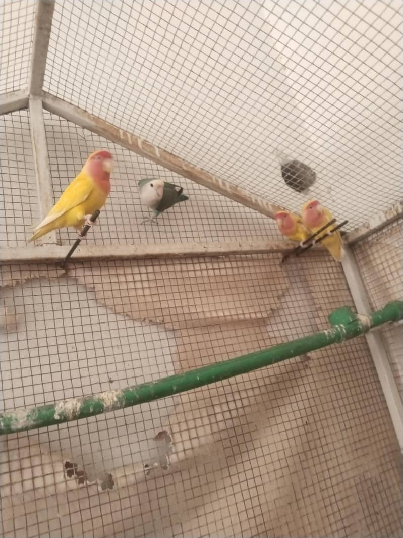 breader pair 3