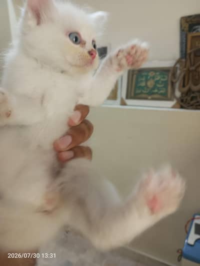 pure white parsion cat blue eyes