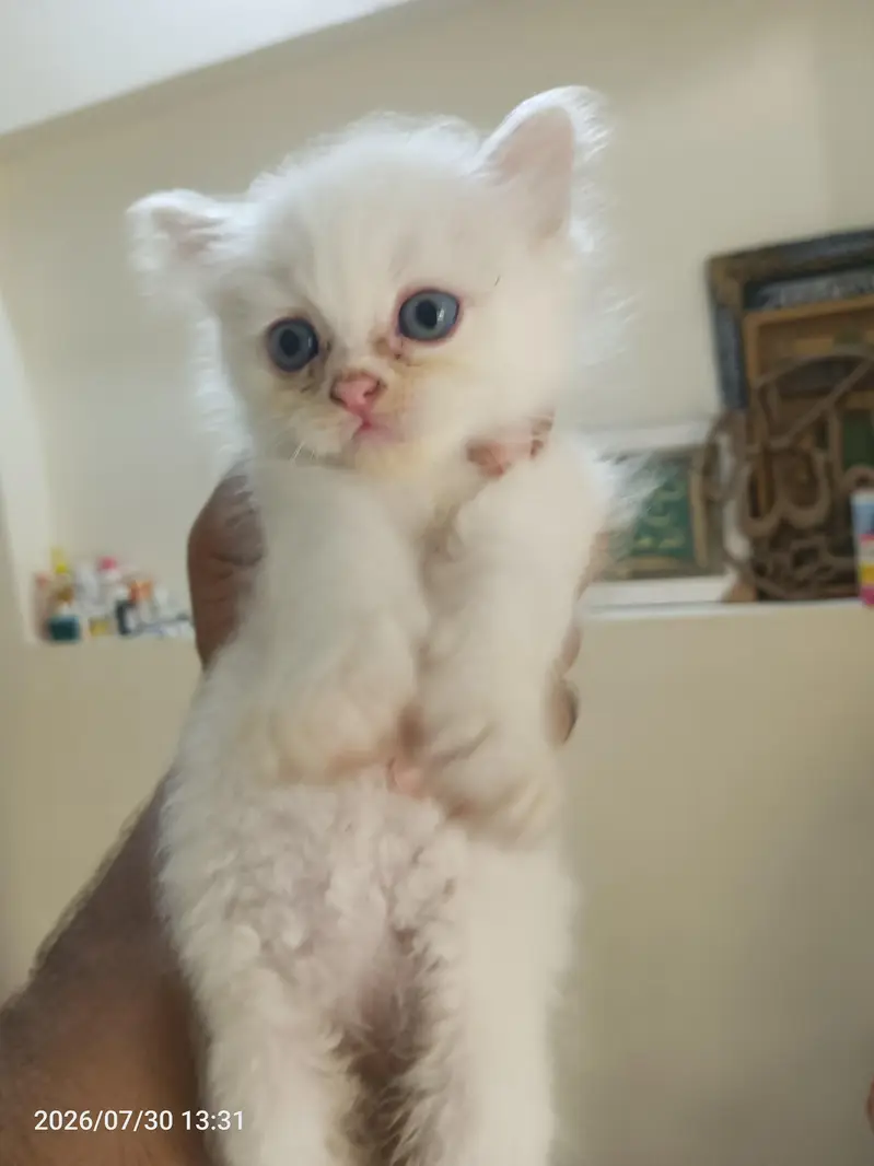 pure white parsion cat blue eyes — photo 2