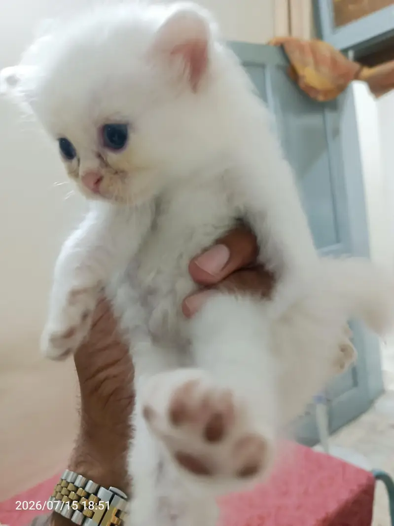 pure white parsion cat blue eyes — photo 3