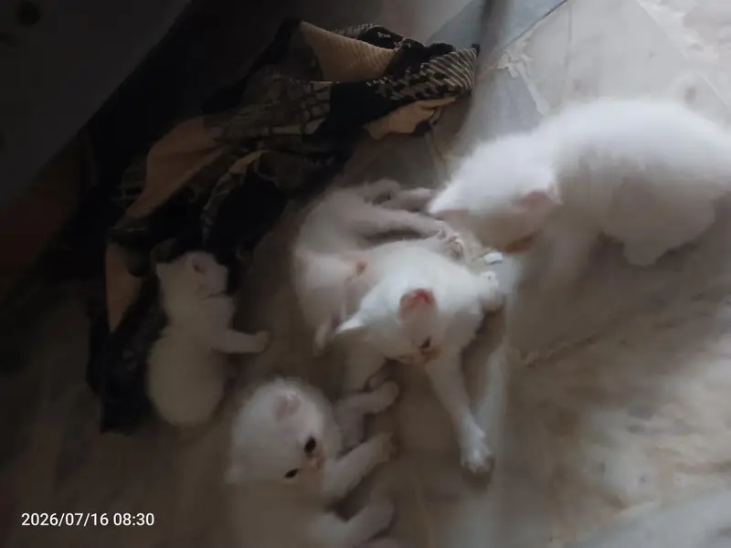 pure white parsion cat blue eyes — photo 4
