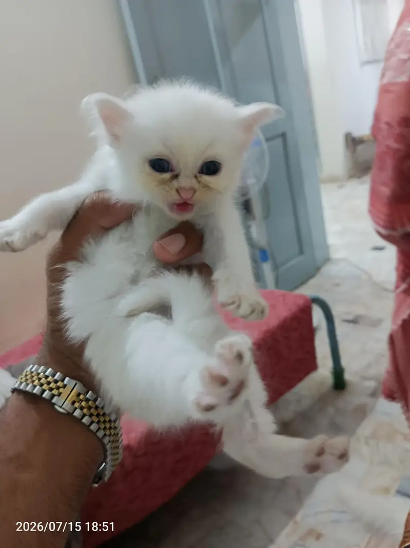 pure white parsion cat blue eyes — photo 5