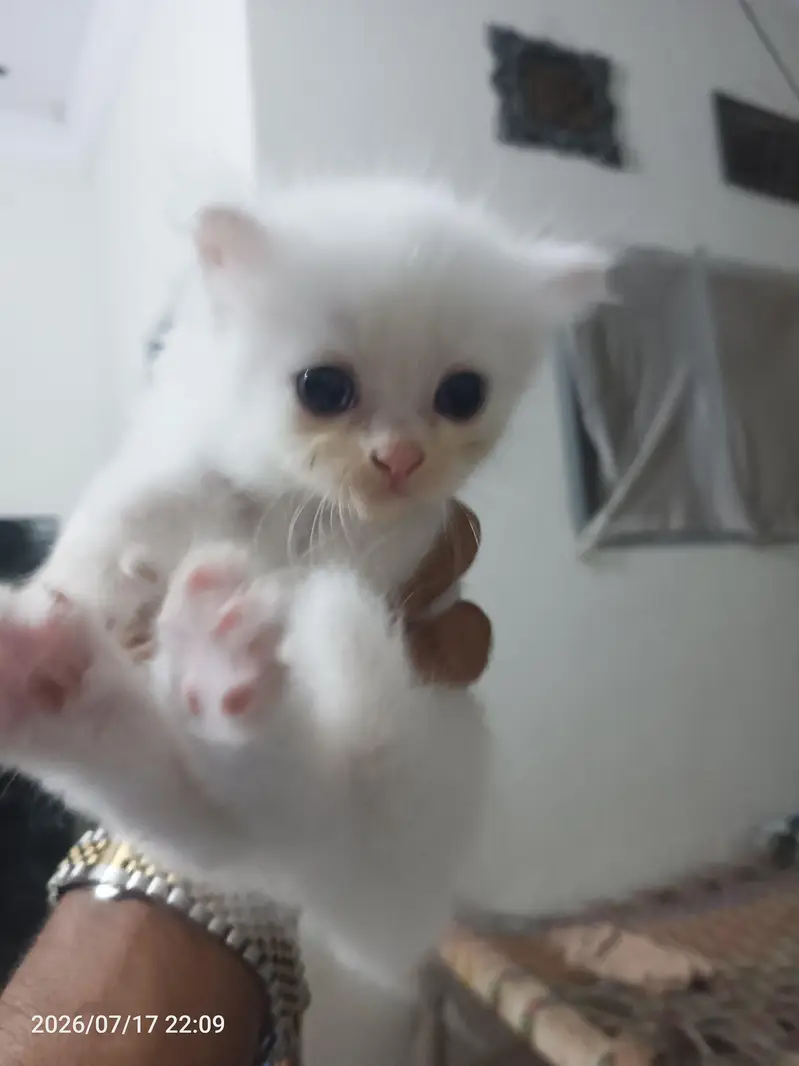 pure white parsion cat blue eyes — photo 6