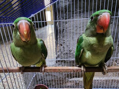 Raw Parrots