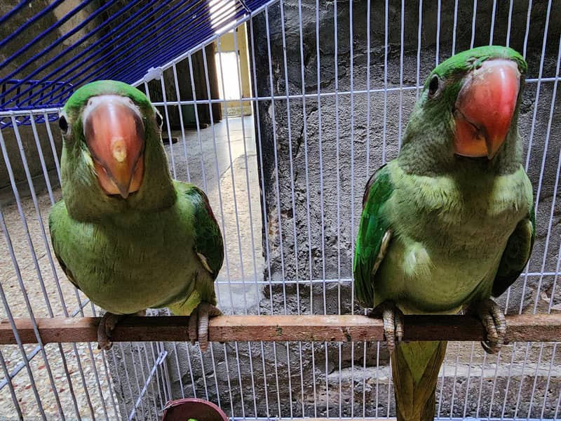 Raw Parrots 0