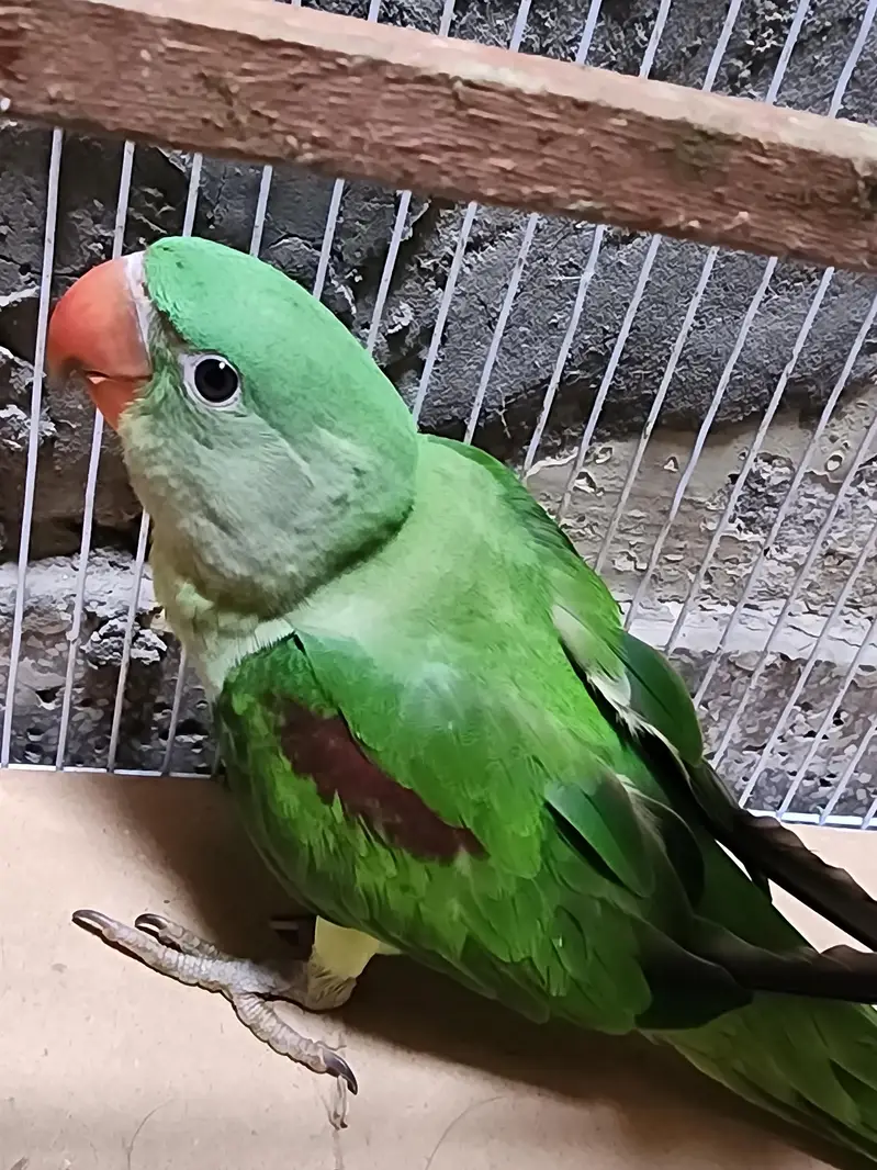 Raw Parrots — photo 2