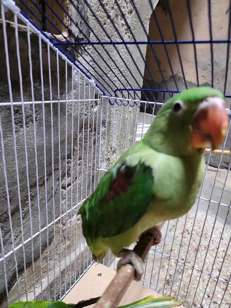 Raw Parrots — photo 3