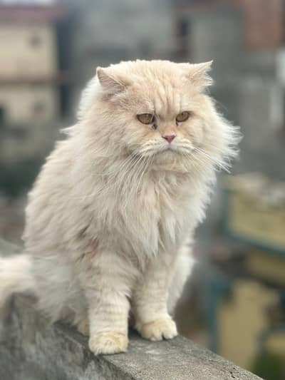 cat for sale