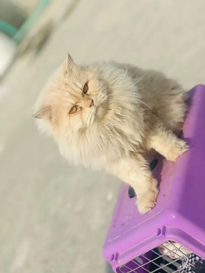 cat for sale — photo 2