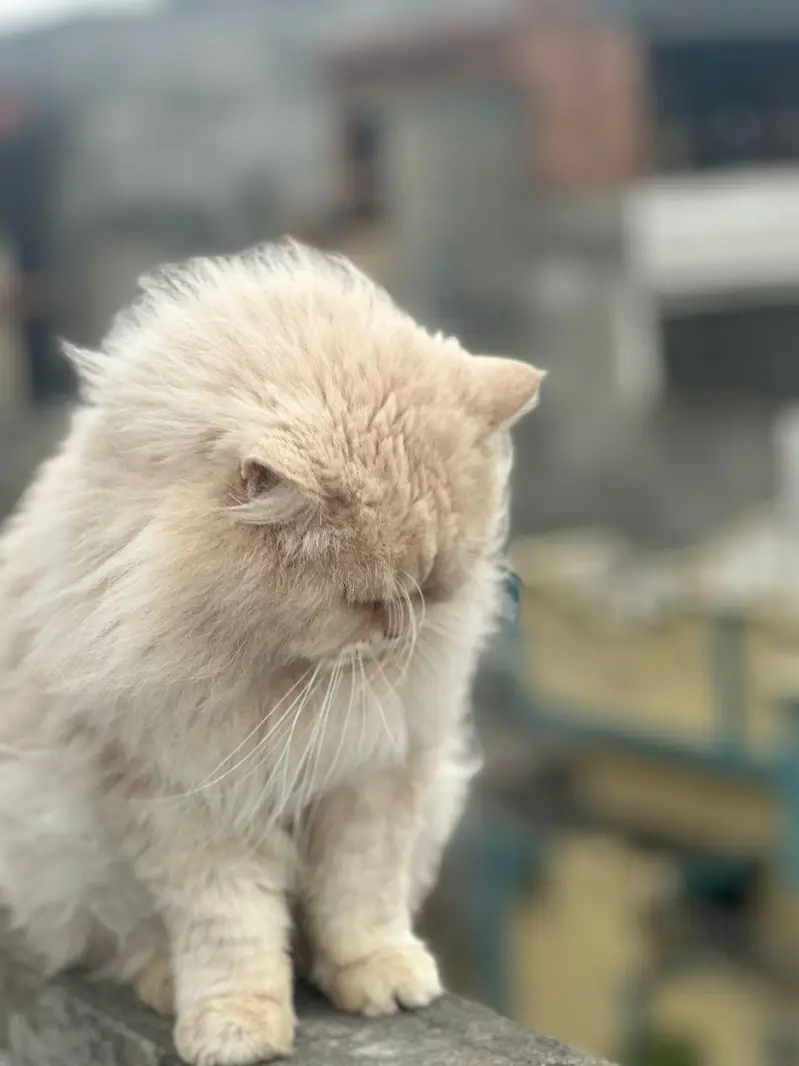 cat for sale — photo 3