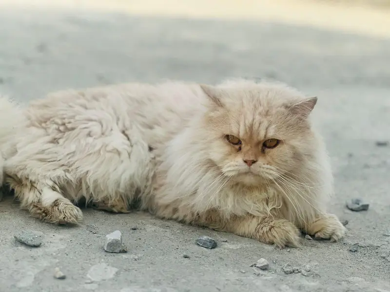 cat for sale — photo 4