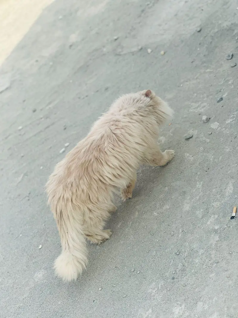 cat for sale — photo 5