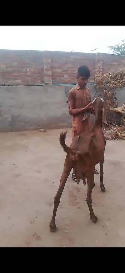 Goat with kids