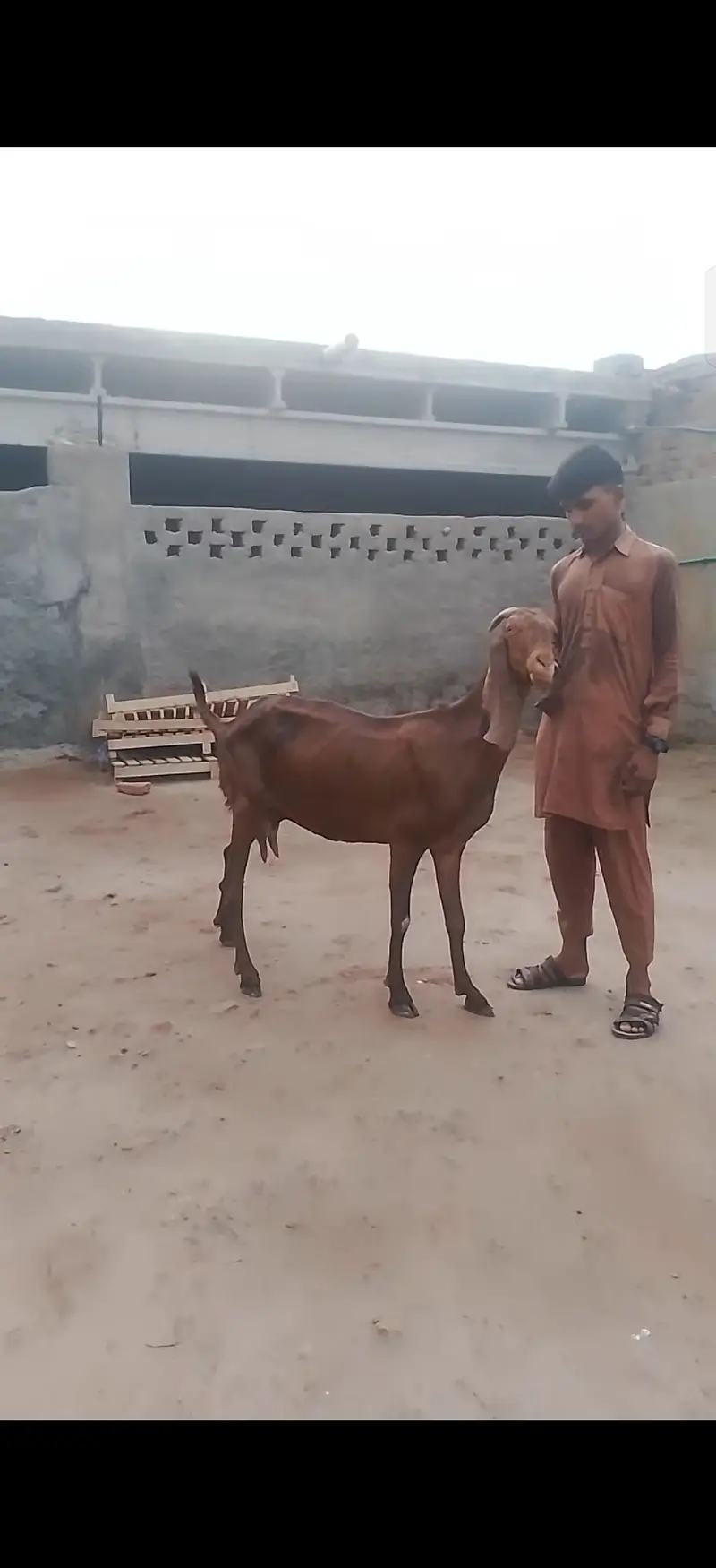 Goat with kids — photo 2