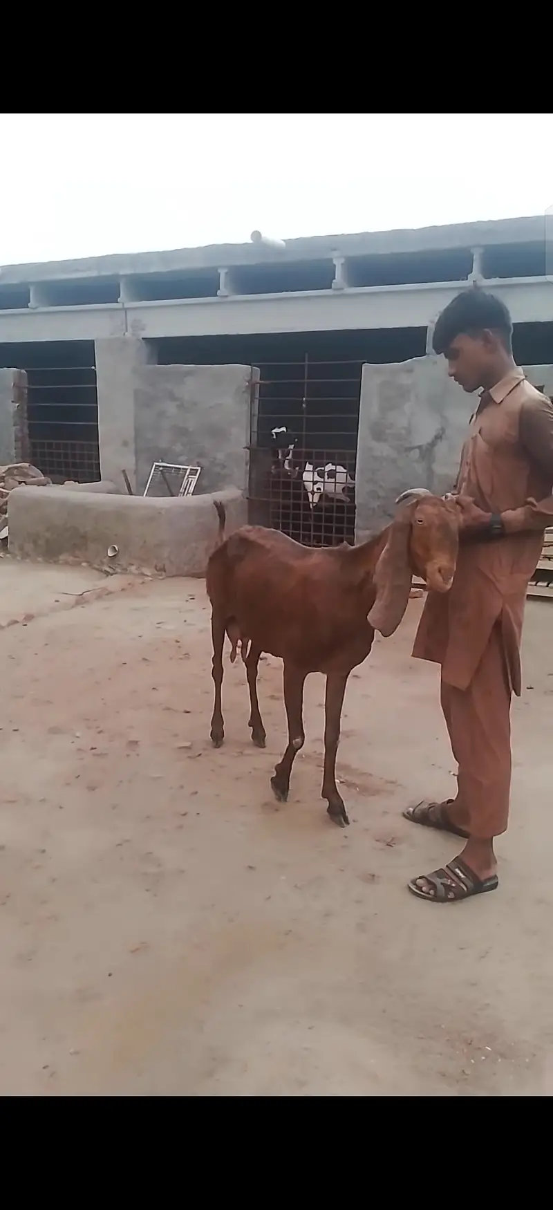 Goat with kids — photo 3