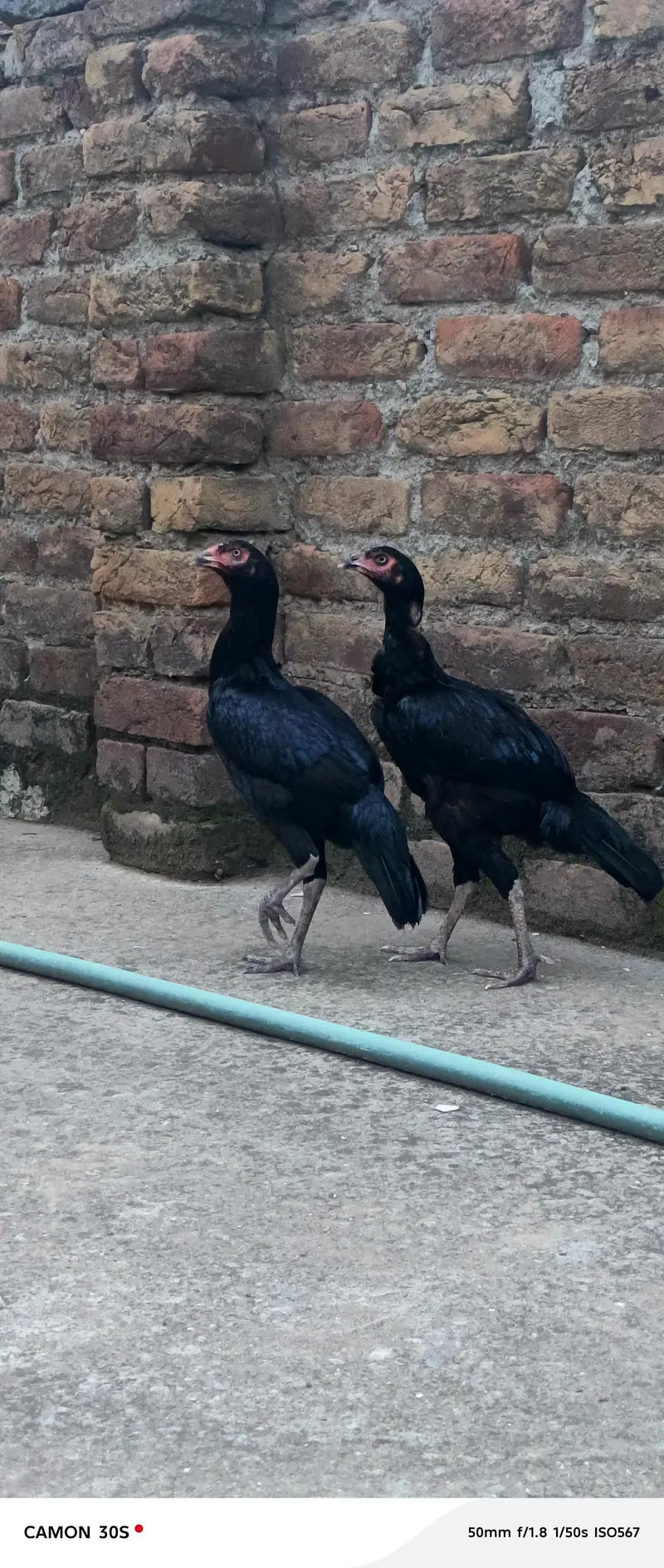 2 hens for sale mianwali — photo 2