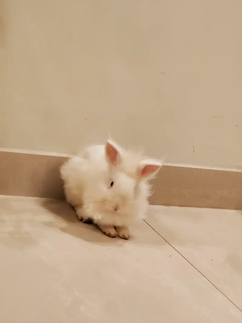 pair of healthy  5 months active and friendly rabbits . 03331187729 — photo 4