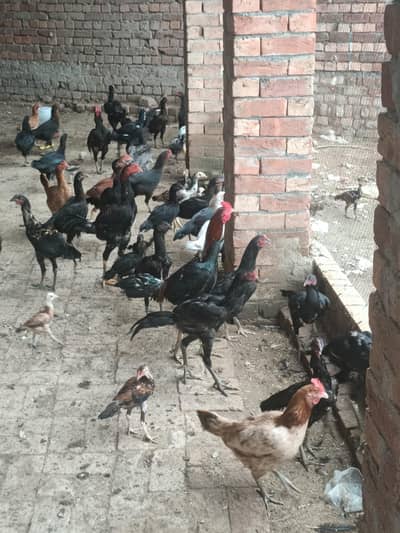 Sale all male and female hen