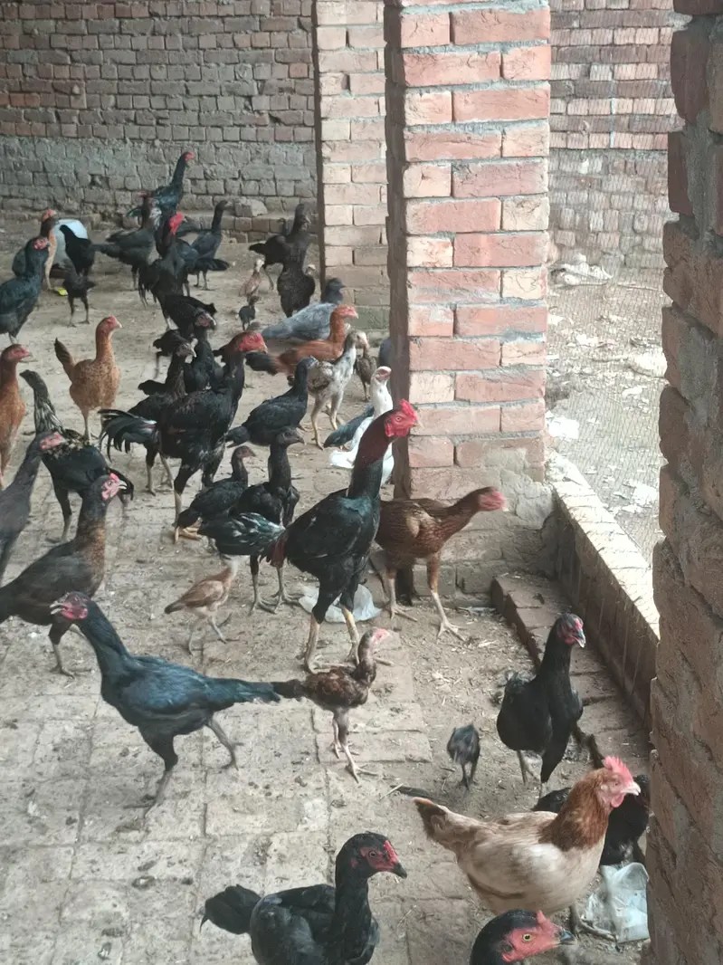 Sale all male and female hen — photo 2