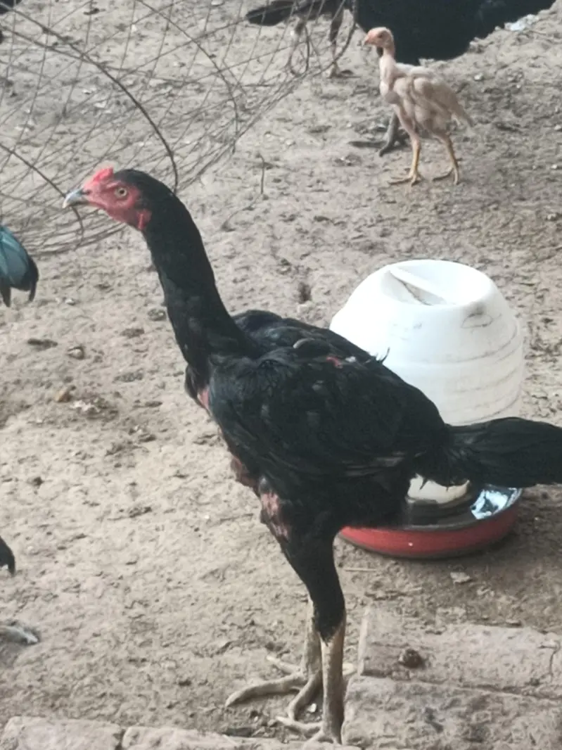 Sale all male and female hen — photo 3